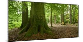 Old Gigantic Beeches in a Former Wood Pasture (Pastoral Forest), Sababurg, Hesse-Andreas Vitting-Mounted Photographic Print