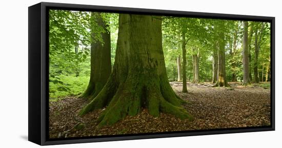 Old Gigantic Beeches in a Former Wood Pasture (Pastoral Forest), Sababurg, Hesse-Andreas Vitting-Framed Stretched Canvas