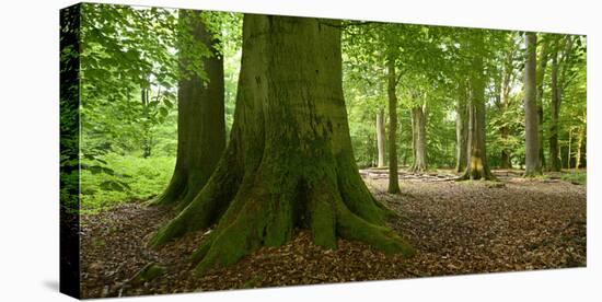 Old Gigantic Beeches in a Former Wood Pasture (Pastoral Forest), Sababurg, Hesse-Andreas Vitting-Stretched Canvas