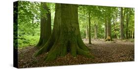 Old Gigantic Beeches in a Former Wood Pasture (Pastoral Forest), Sababurg, Hesse-Andreas Vitting-Stretched Canvas