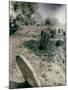 Old Gravestones in Overgrown Graveyard-Tim Kahane-Mounted Photographic Print