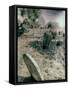 Old Gravestones in Overgrown Graveyard-Tim Kahane-Framed Stretched Canvas