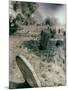 Old Gravestones in Overgrown Graveyard-Tim Kahane-Mounted Photographic Print