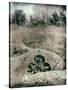 Old Gravestones in Overgrown Graveyard-Tim Kahane-Stretched Canvas