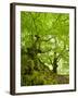 Old Grown Together Beeches on Moss Covered Rock, Kellerwald-Edersee National Park, Hesse, Germany-Andreas Vitting-Framed Photographic Print