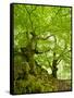 Old Grown Together Beeches on Moss Covered Rock, Kellerwald-Edersee National Park, Hesse, Germany-Andreas Vitting-Framed Stretched Canvas