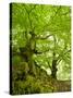 Old Grown Together Beeches on Moss Covered Rock, Kellerwald-Edersee National Park, Hesse, Germany-Andreas Vitting-Stretched Canvas