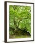 Old Grown Together Beeches on Moss Covered Rock, Kellerwald-Edersee National Park, Hesse, Germany-Andreas Vitting-Framed Photographic Print