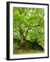 Old Grown Together Beeches on Moss Covered Rock, Kellerwald-Edersee National Park, Hesse, Germany-Andreas Vitting-Framed Photographic Print