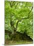 Old Grown Together Beeches on Moss Covered Rock, Kellerwald-Edersee National Park, Hesse, Germany-Andreas Vitting-Mounted Photographic Print