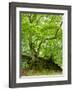 Old Grown Together Beeches on Moss Covered Rock, Kellerwald-Edersee National Park, Hesse, Germany-Andreas Vitting-Framed Photographic Print