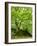 Old Grown Together Beeches on Moss Covered Rock, Kellerwald-Edersee National Park, Hesse, Germany-Andreas Vitting-Framed Photographic Print