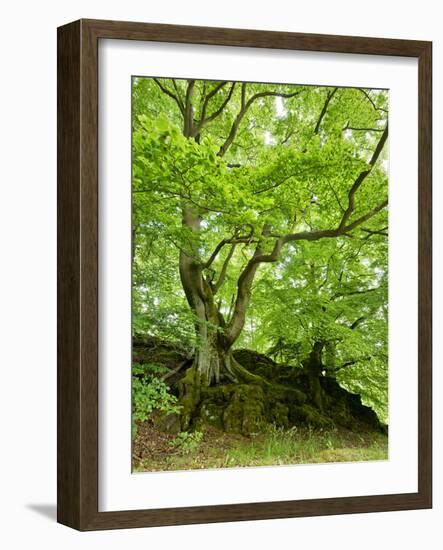 Old Grown Together Beeches on Moss Covered Rock, Kellerwald-Edersee National Park, Hesse, Germany-Andreas Vitting-Framed Photographic Print