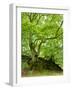 Old Grown Together Beeches on Moss Covered Rock, Kellerwald-Edersee National Park, Hesse, Germany-Andreas Vitting-Framed Photographic Print