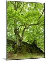 Old Grown Together Beeches on Moss Covered Rock, Kellerwald-Edersee National Park, Hesse, Germany-Andreas Vitting-Mounted Photographic Print