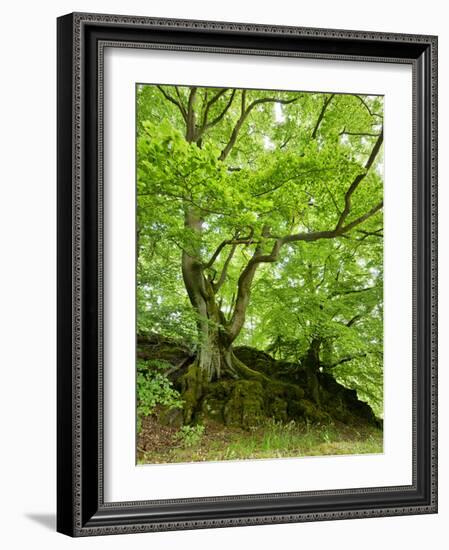 Old Grown Together Beeches on Moss Covered Rock, Kellerwald-Edersee National Park, Hesse, Germany-Andreas Vitting-Framed Photographic Print