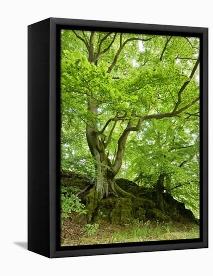 Old Grown Together Beeches on Moss Covered Rock, Kellerwald-Edersee National Park, Hesse, Germany-Andreas Vitting-Framed Stretched Canvas