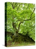 Old Grown Together Beeches on Moss Covered Rock, Kellerwald-Edersee National Park, Hesse, Germany-Andreas Vitting-Stretched Canvas