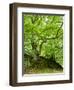 Old Grown Together Beeches on Moss Covered Rock, Kellerwald-Edersee National Park, Hesse, Germany-Andreas Vitting-Framed Photographic Print