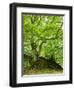 Old Grown Together Beeches on Moss Covered Rock, Kellerwald-Edersee National Park, Hesse, Germany-Andreas Vitting-Framed Photographic Print