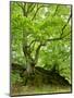 Old Grown Together Beeches on Moss Covered Rock, Kellerwald-Edersee National Park, Hesse, Germany-Andreas Vitting-Mounted Photographic Print