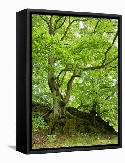 Old Grown Together Beeches on Moss Covered Rock, Kellerwald-Edersee National Park, Hesse, Germany-Andreas Vitting-Framed Stretched Canvas