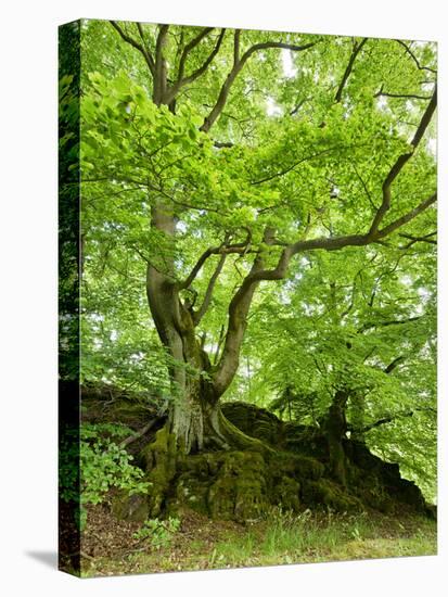 Old Grown Together Beeches on Moss Covered Rock, Kellerwald-Edersee National Park, Hesse, Germany-Andreas Vitting-Stretched Canvas