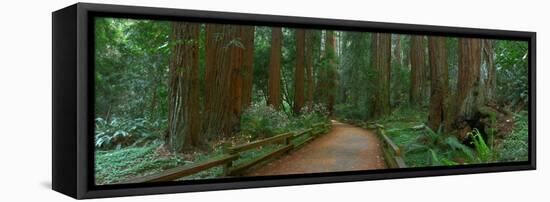 Old Growth Coast Redwood, Muir Woods National Monument, San Francisco Bay Area-Anna Miller-Framed Stretched Canvas