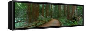 Old Growth Coast Redwood, Muir Woods National Monument, San Francisco Bay Area-Anna Miller-Framed Stretched Canvas