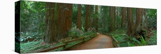 Old Growth Coast Redwood, Muir Woods National Monument, San Francisco Bay Area-Anna Miller-Stretched Canvas
