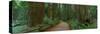 Old Growth Coast Redwood, Muir Woods National Monument, San Francisco Bay Area-Anna Miller-Stretched Canvas