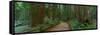 Old Growth Coast Redwood, Muir Woods National Monument, San Francisco Bay Area-Anna Miller-Framed Stretched Canvas