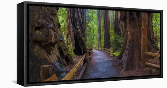 Old Growth Coast Redwood, Muir Woods National Monument, San Francisco Bay Area-Anna Miller-Framed Stretched Canvas