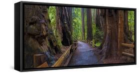 Old Growth Coast Redwood, Muir Woods National Monument, San Francisco Bay Area-Anna Miller-Framed Stretched Canvas