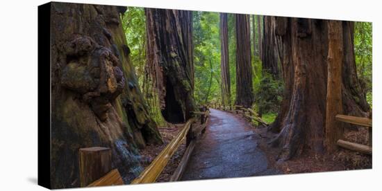 Old Growth Coast Redwood, Muir Woods National Monument, San Francisco Bay Area-Anna Miller-Stretched Canvas