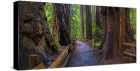 Old Growth Coast Redwood, Muir Woods National Monument, San Francisco Bay Area-Anna Miller-Stretched Canvas