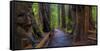 Old Growth Coast Redwood, Muir Woods National Monument, San Francisco Bay Area-Anna Miller-Framed Stretched Canvas