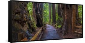 Old Growth Coast Redwood, Muir Woods National Monument, San Francisco Bay Area-Anna Miller-Framed Stretched Canvas