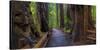 Old Growth Coast Redwood, Muir Woods National Monument, San Francisco Bay Area-Anna Miller-Stretched Canvas