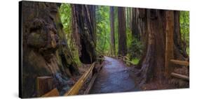 Old Growth Coast Redwood, Muir Woods National Monument, San Francisco Bay Area-Anna Miller-Stretched Canvas