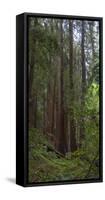 Old Growth Coast Redwood, Muir Woods National Monument, San Francisco Bay Area-Anna Miller-Framed Stretched Canvas