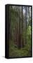 Old Growth Coast Redwood, Muir Woods National Monument, San Francisco Bay Area-Anna Miller-Framed Stretched Canvas