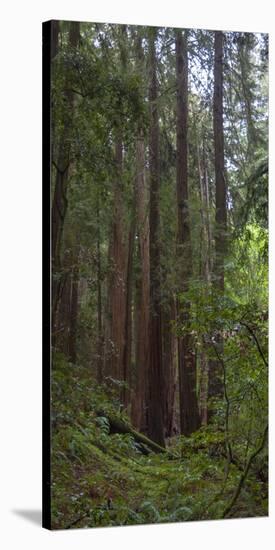 Old Growth Coast Redwood, Muir Woods National Monument, San Francisco Bay Area-Anna Miller-Stretched Canvas