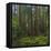 Old Growth Coast Redwood, Muir Woods National Monument, San Francisco Bay Area-Anna Miller-Framed Stretched Canvas