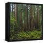 Old Growth Coast Redwood, Muir Woods National Monument, San Francisco Bay Area-Anna Miller-Framed Stretched Canvas