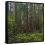 Old Growth Coast Redwood, Muir Woods National Monument, San Francisco Bay Area-Anna Miller-Framed Stretched Canvas