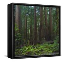 Old Growth Coast Redwood, Muir Woods National Monument, San Francisco Bay Area-Anna Miller-Framed Stretched Canvas