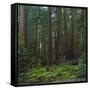 Old Growth Coast Redwood, Muir Woods National Monument, San Francisco Bay Area-Anna Miller-Framed Stretched Canvas