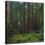 Old Growth Coast Redwood, Muir Woods National Monument, San Francisco Bay Area-Anna Miller-Stretched Canvas