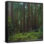 Old Growth Coast Redwood, Muir Woods National Monument, San Francisco Bay Area-Anna Miller-Framed Stretched Canvas